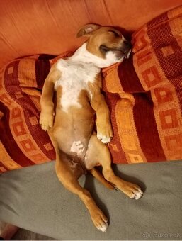 americký stafordšírský teriér - 2