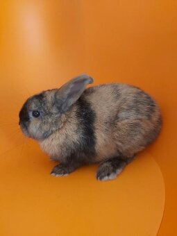 Zakrslý králík - 2