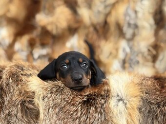 Jezevčík hladkosrstý trpasličí bez PP - 2