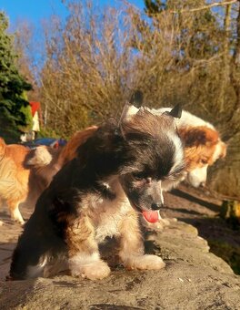 Čínský chocholatý pes - 2