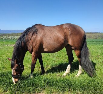 Líbivá 6-letá klisna - do konce roku cena dohodou - 2