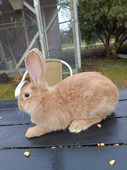 Burgundský králík - 2