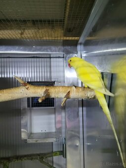 Alexandr Malý Samice 23 - 2