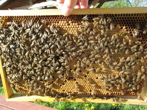 včelí oddělky 2024 - 2