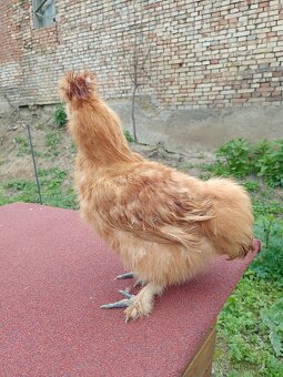 Kohout hedvábničky žluté EU - 2