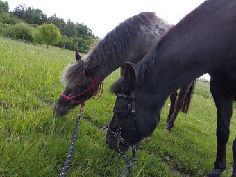 Prodám pony klisnu - včetně vybavení - 2