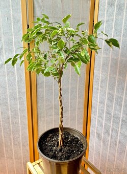 Ficus benjamina - 2