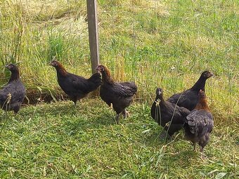 Kohouti Sasex,Marans,Holokrčka,Kočinka,Staroangl.bojovnice - 2