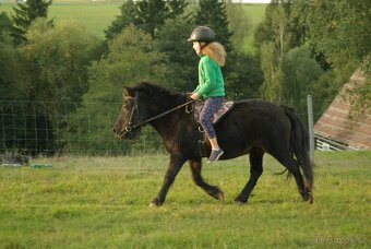 Pony valach, 15 let - 2