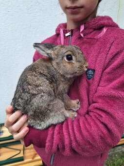 Zakrslý králíček- samice - 2