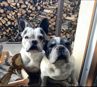 Francouzský buldoček bez PP - 2