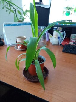 Pokojové, mladé rostliny, nenáročné - 2