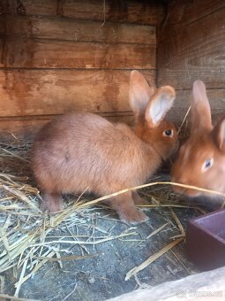 Novozélandský červený - 2