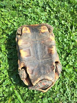 Želva Uhliřska - 2