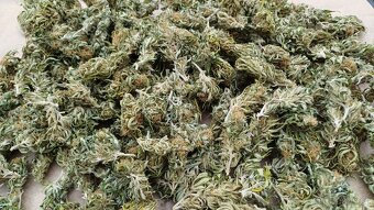 Aromatické rostlinné květy – odrůda Buddha Medikit - 2