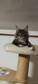 Mainská mývalí - 2