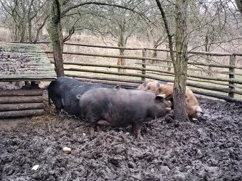 Svině kune kune a klapoucha - 2