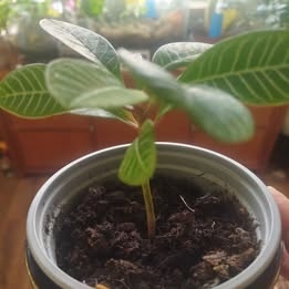 Pryšec běložilný - 2