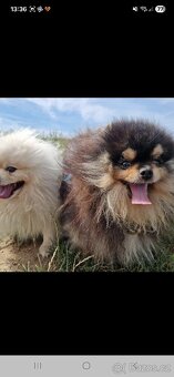 Daruji 2 psi kluky - 2