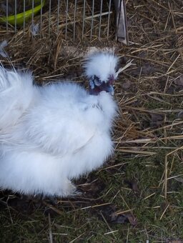 Hedvábnička dva holokrký kohouti - 2