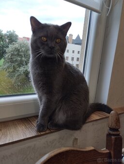 Britský kocour ke krytí - 2