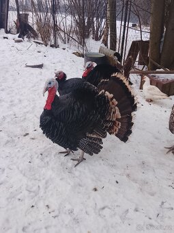 Krocan bronzový - 2