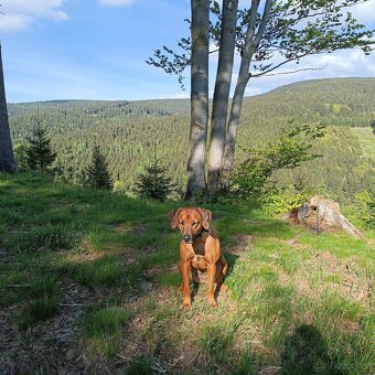 Rhodéský ridgeback - hledáme psa pro krytí - 2