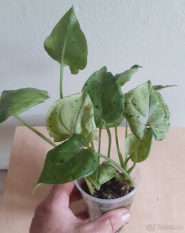 Syngonium Grey Ghost - 2
