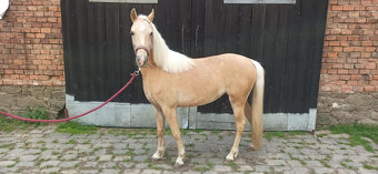 PRODÁM KOBYLKU ČESKÝ SPORTOVNÍ PONY, NAROZENOU - 2