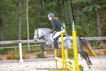 Pony klisna do sportu 7 let/ 125 KVH kat. S - 2