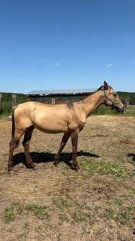 Hřebec appaloosa x QH - 2
