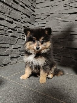 Pomeranian bez PP - 2