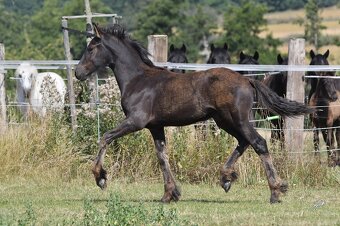 Pasha - hřebeček fellský pony x fríský kůň - 2