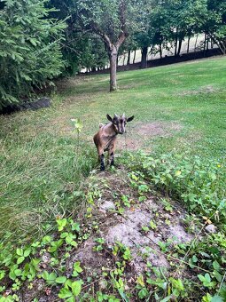 Holandská zakrslá kůzlata - 2