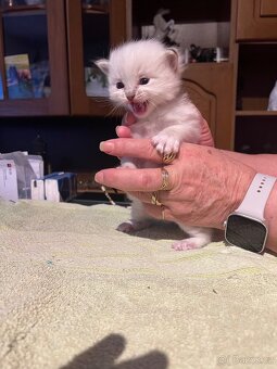 Rezervace koťat - 2