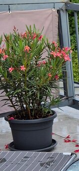 2× VZROSTLÝ OLEANDR cca 105 cm - 2