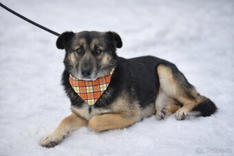 Erbo hledá domov - 2