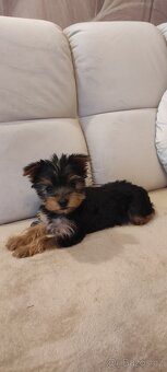Yorkshire terrier prodám štěňata s PP jorkšír - 2