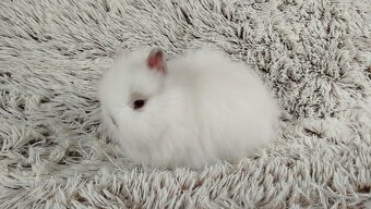 Zakrslý králík, králíček-(TEDDY)-HEIDY - 2