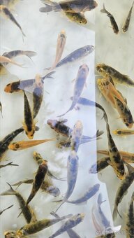 Koi mix cca 60ks loňské - 2