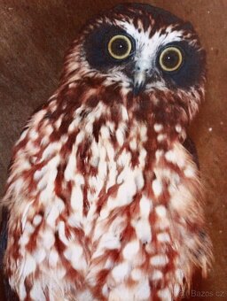 Ninox - Sovka ostrovní z Nového Zélandu - 2