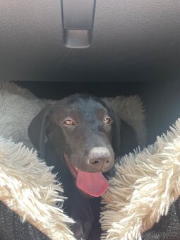 Labrador - 2