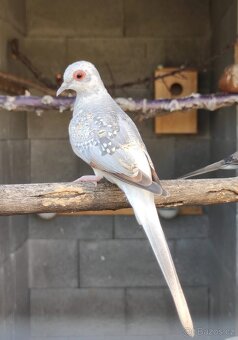 Prodám holoubky diamantové - 2