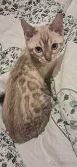 Bengálská kočka s PP-kotě - 2