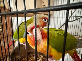 Pyrura Zelenolící PineApple REDFACE - 2