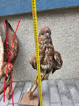 Káně lesní - trofej - 2