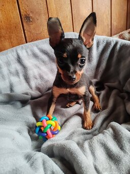 Pražský krysařík - štěňátka - 2