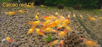 Krevetky caridina - 2