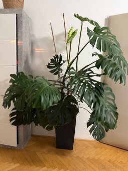 Monstera - 2