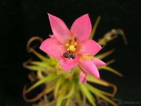 Roridula gorgonias s kolonií klopušek Pameridea roridulae - 2